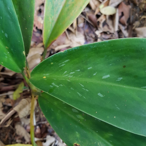 Aglaonema (Chinese evergreens) (alternate view 11)