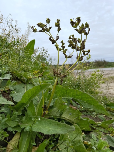Euphorbia helioscopia (Sun spurge)