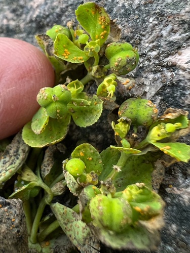 Euphorbia helioscopia (Sun spurge)