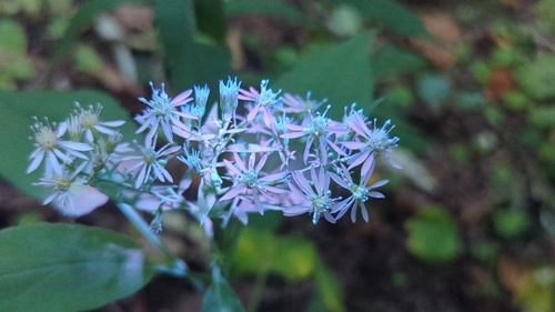 Symphyotrichum cordifolium (Common Blue Wood Aster)