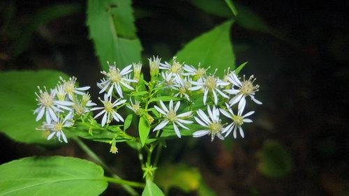 Symphyotrichum cordifolium (Common Blue Wood Aster)