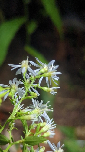 Symphyotrichum cordifolium (Common Blue Wood Aster)