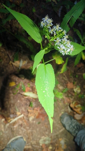 Symphyotrichum cordifolium (Common Blue Wood Aster)