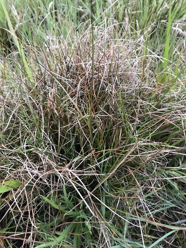 Juncus squarrosus (heath rush)
