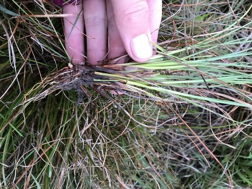 Juncus squarrosus (heath rush)