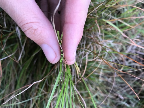 Juncus squarrosus (heath rush)