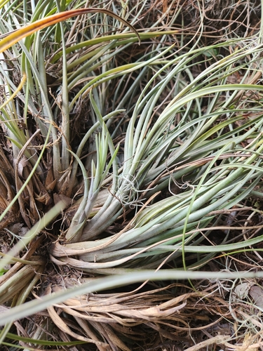 Tillandsia × floridana (Florida airplant)