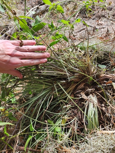 Tillandsia × floridana (Florida airplant) (alternate view 2)