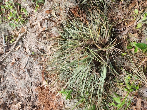 Tillandsia × floridana (Florida airplant) (alternate view 3)