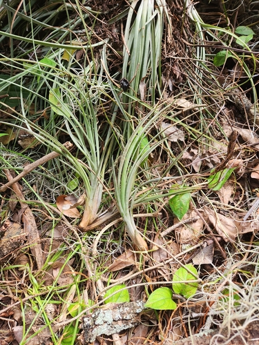 Tillandsia × floridana (Florida airplant) (alternate view 4)