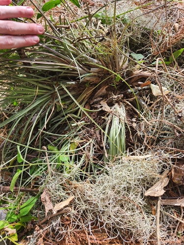 Tillandsia × floridana (Florida airplant) (alternate view 5)