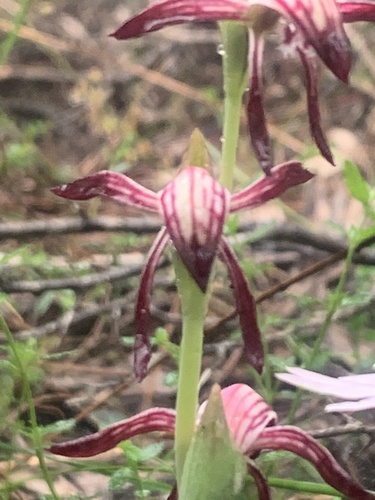 Pyrorchis nigricans (Red Beaks) (alternate view 10)