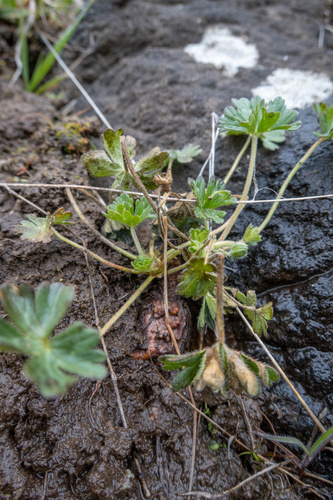 Geranium solanderi (Solander's geranium) (alternate view 6)
