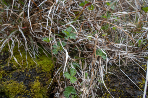 Geranium solanderi (Solander's geranium) (alternate view 7)
