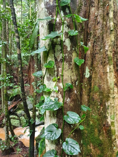 Piper hederaceum (Australian Pepper Vine) (alternate view 5)