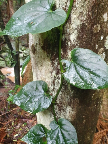 Piper hederaceum (Australian Pepper Vine) (alternate view 7)
