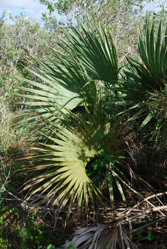 Sabal (Palmettos)