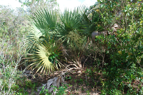 Sabal (Palmettos) (alternate view 2)