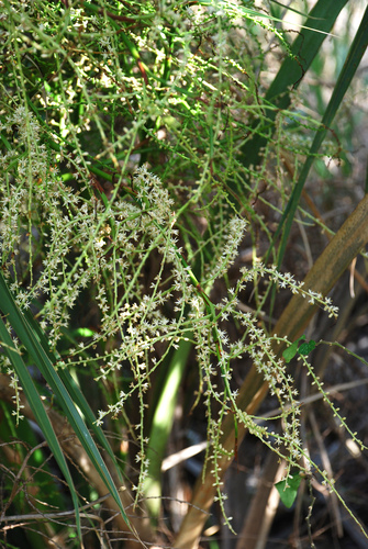 Sabal (Palmettos) (alternate view 3)