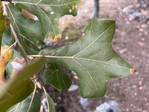 Quercus marilandica (blackjack oak) (alternate view 3)
