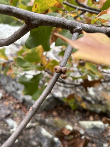 Quercus marilandica (blackjack oak) (alternate view 4)