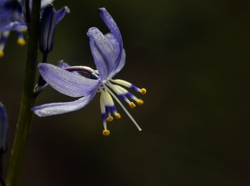 Caesia calliantha (blue grass lily) (alternate view 4)