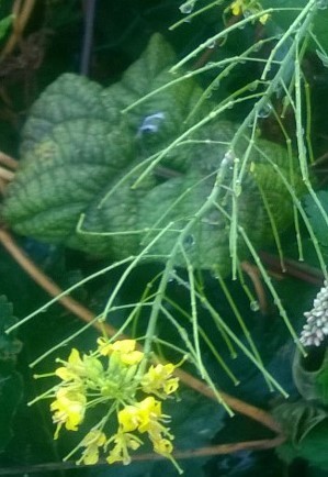 Sisymbrium loeselii (False London-rocket)