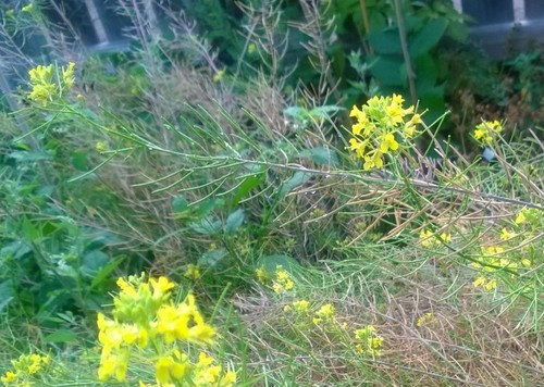 Sisymbrium loeselii (False London-rocket)