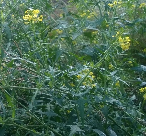 Sisymbrium loeselii (False London-rocket)