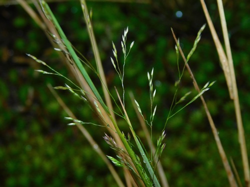 Agrostis (bent grass) (alternate view 6)