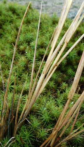 Agrostis (bent grass) (alternate view 7)