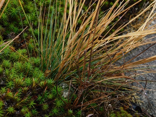 Agrostis (bent grass) (alternate view 8)