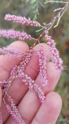 Tamarix ramosissima (saltcedar) (alternate view 3)