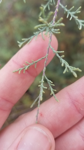 Tamarix ramosissima (saltcedar) (alternate view 5)