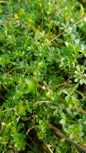 Galium saxatile (Heath Bedstraw)