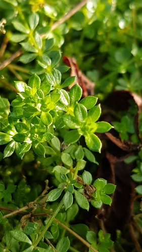 Galium saxatile (Heath Bedstraw)