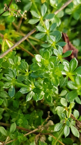 Galium saxatile (Heath Bedstraw)
