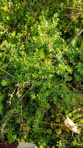 Galium saxatile (Heath Bedstraw)