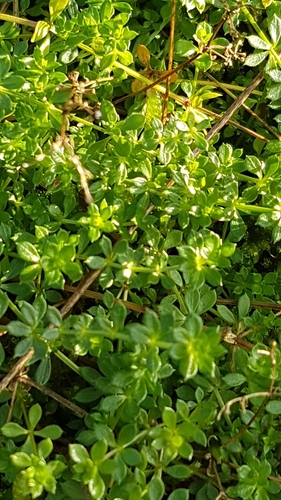 Galium saxatile (Heath Bedstraw)