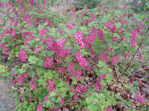 Ribes sanguineum (red flowering currant) (alternate view 3)