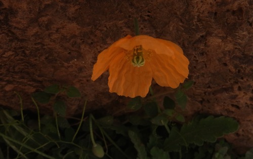 Papaver atlanticum (Atlas Poppy)