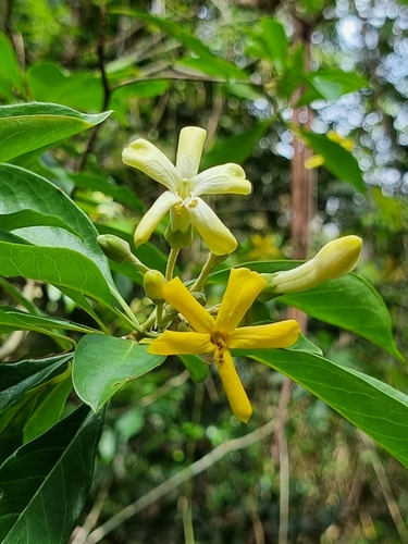Hymenosporum flavum (Australian frangipani) (alternate view 7)