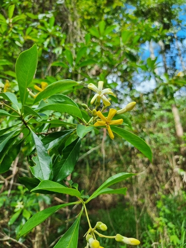 Hymenosporum flavum (Australian frangipani) (alternate view 8)