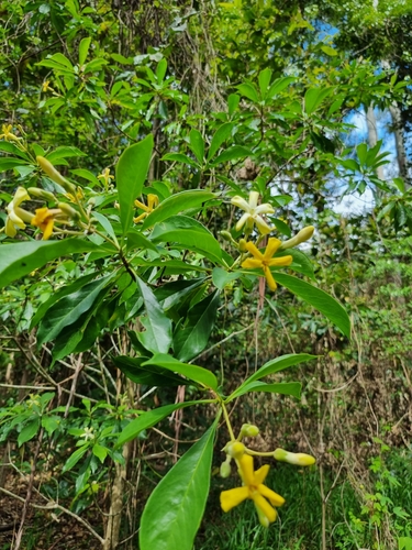 Hymenosporum flavum (Australian frangipani) (alternate view 9)