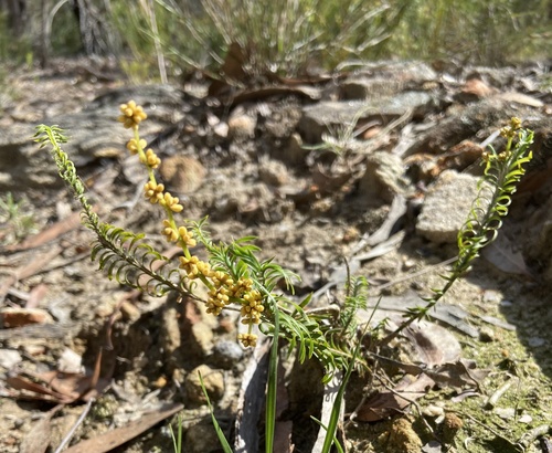 Lomandra obliqua (Fish Bones) (alternate view 6)