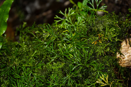 Elaphoglossum (tongueferns) (alternate view 6)