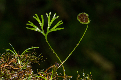 Elaphoglossum (tongueferns) (alternate view 5)