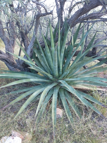 Agave palmeri (Palmer's agave) (alternate view 5)