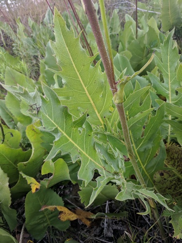 Silphium (Rosinweeds) (alternate view 4)