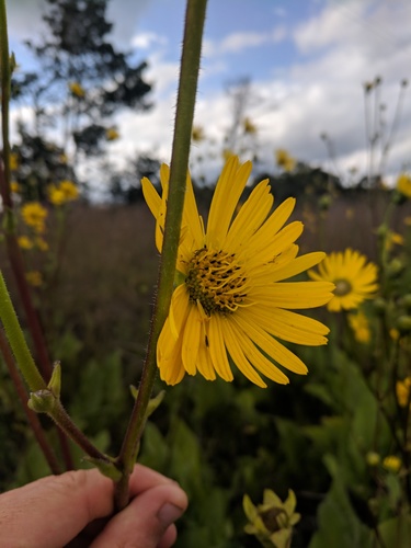 Silphium (Rosinweeds) (alternate view 5)